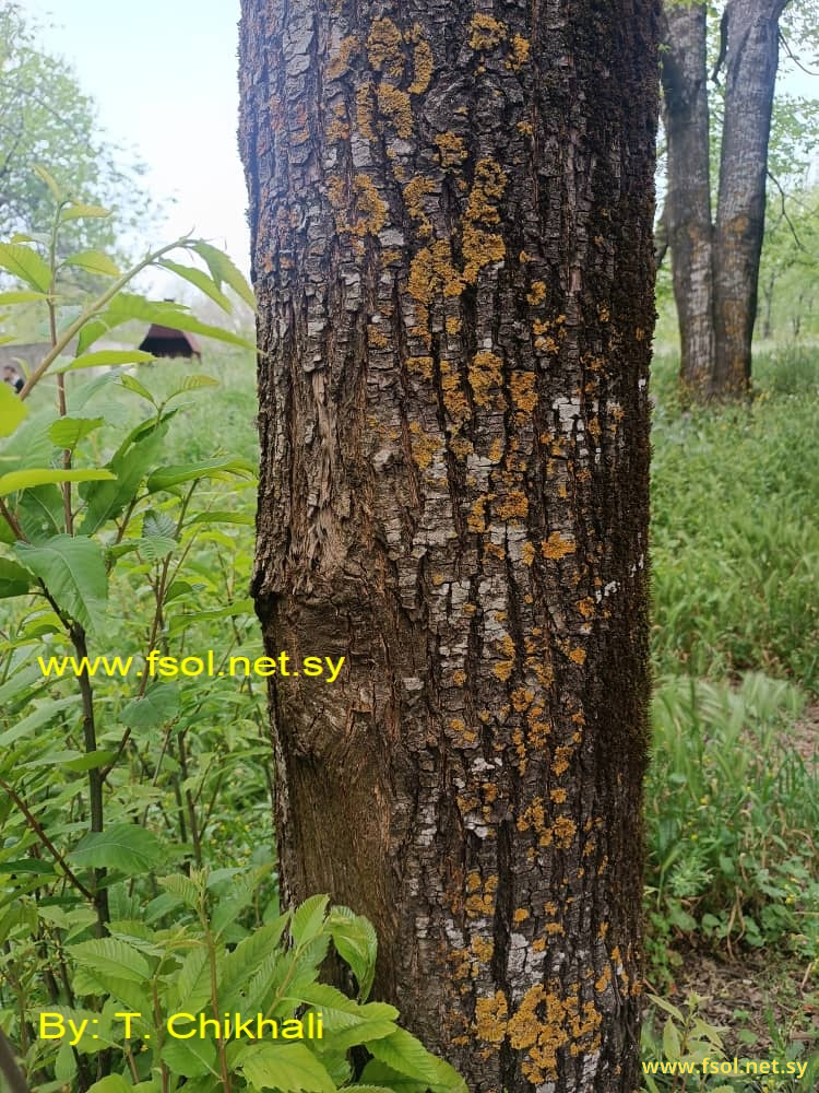Castanea sativa L.